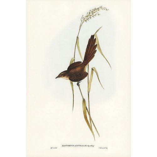 Gould, John 작가의 Bristle Bird-Dasyornis Australis 작품