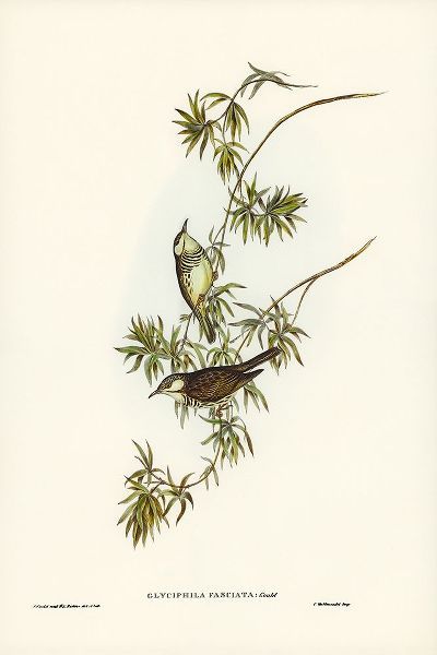 Gould, John 작가의 Fasciated Honey-eater-Glyciphila fasciata 작품