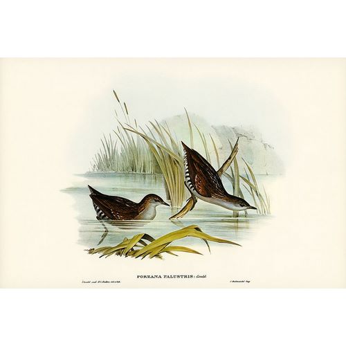 Gould, John 작가의 Water Crake-Porzana palustris 작품