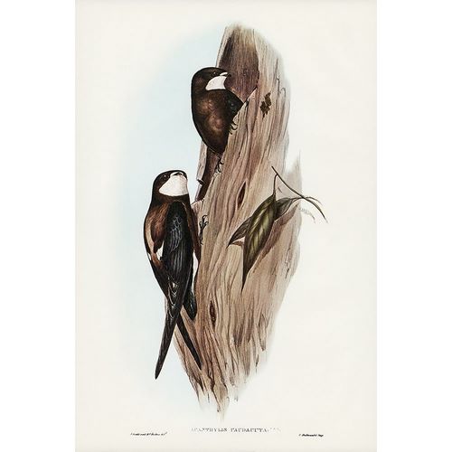 Gould, John 작가의 Australian Spine-tailed Swallow-Acanthylis caudacuta 작품