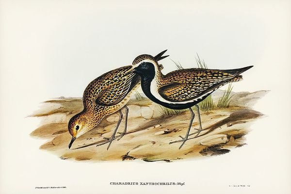 Gould, John 작가의 Australian Golden Plover-Charadrius xanthocheilus 작품