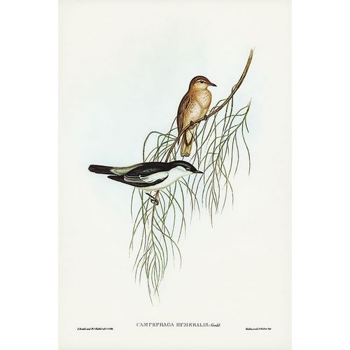 Gould, John 작가의 White-shouldered cuckooshrike-Campephaga humeralis 작품