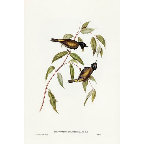 Gould, John 작가의 Black-headed Honey-eater-Melthreptus melanocephalus 작품