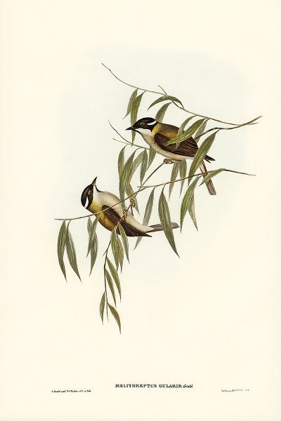 Gould, John 작가의 Black-throated Honey-eater-Melithreptus gularis 작품
