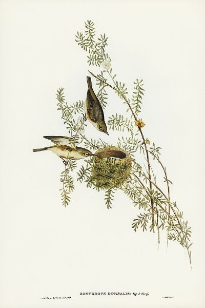 Gould, John 작가의 Gray-backed Zosterops-Zosterops dorsalis 작품