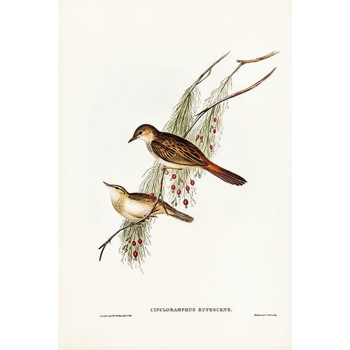 Gould, John 작가의 Rufous-tinted Songlark-Cincloramphus rufescens 작품
