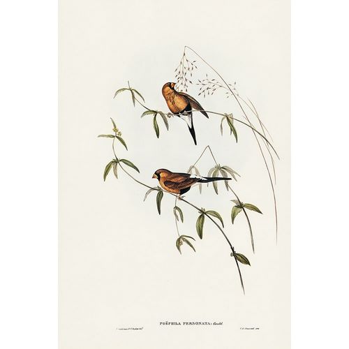Gould, John 작가의 Masked Grass Finch-Poephila personata 작품