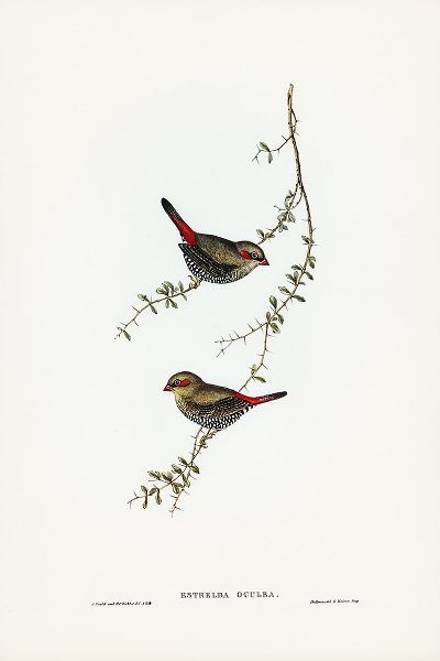 Gould, John 작가의 Red-eared Finch-Estrelda oculea 작품
