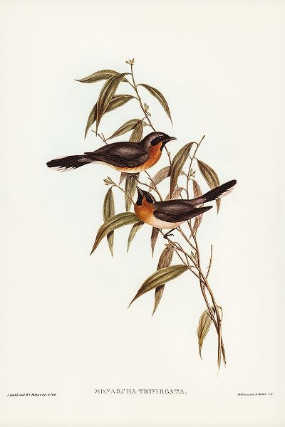 Gould, John 작가의 Black-fronted Flycatcher-Monarcha trivirgata 작품
