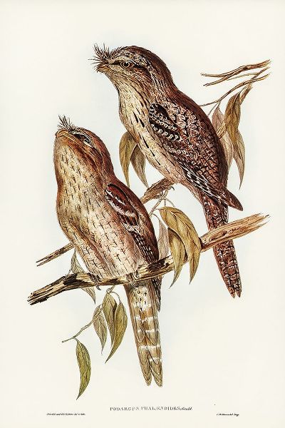 Gould, John 작가의 Podargus Phalaenoides and Moth-plumaged Podargus 작품