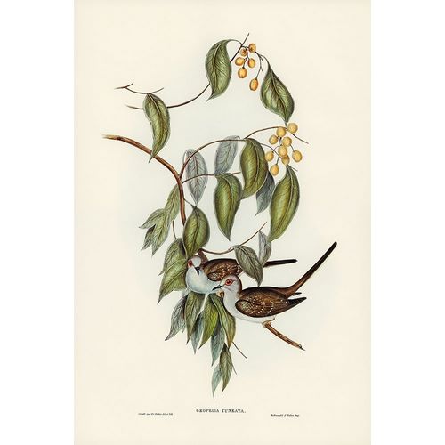 Gould, John 작가의 Greaceful Ground Dove-Geopelia cuneata 작품