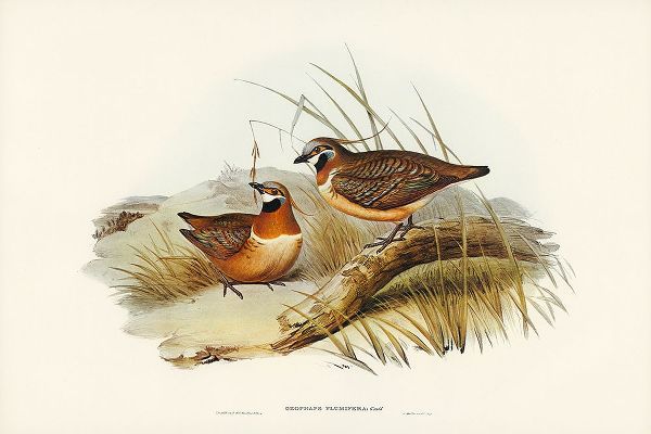 Gould, John 작가의 Plumed Partridge Bronze-wing-Geophaps plumifera 작품