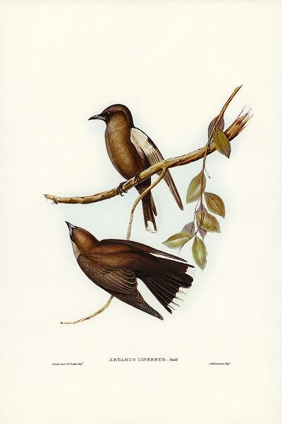 Gould, John 작가의 Grey-breasted Wood Swallow-Artamus cinereous 작품