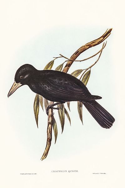 Gould, John 작가의 Quoy’s Crow-Shrike-Cracticus Quoyii 작품
