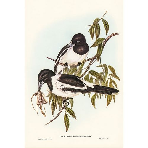 Gould, John 작가의 Black-throated Crow-Shrike-Cracticus nigrogularis 작품