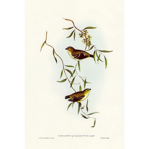 Gould, John 작가의 Forty-spotted Pardalote-Pardalotus quadragintus 작품