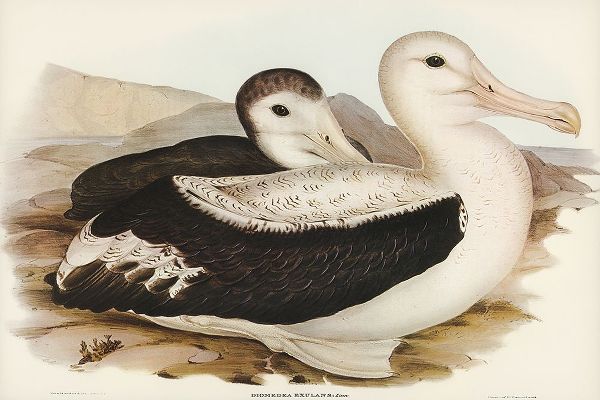Gould, John 작가의 Wandering Albatros-Diomedea exulans 작품