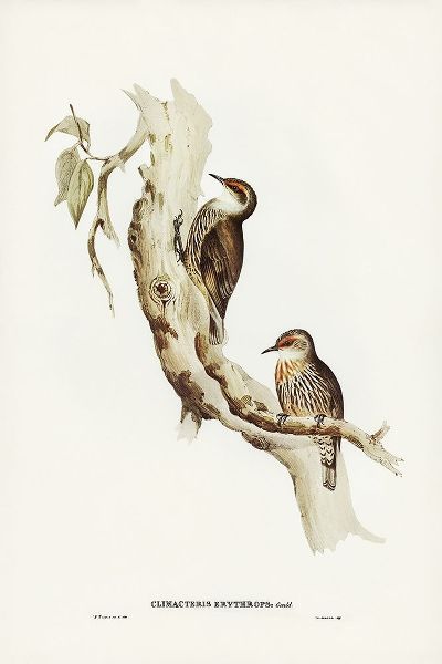Gould, John 작가의 Red-eyebrowed Tree-Creeper-Climacteris crythrops 작품