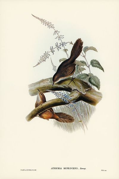 Gould, John 작가의 Rufescent Scrub-Bird-Atrichia rufescens 작품