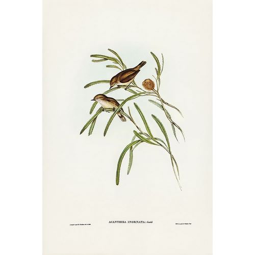 Gould, John 작가의 Plain-coloured Acanthiza-Acanthiza inornata 작품