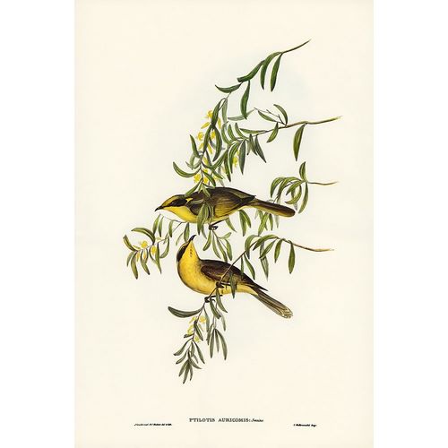 Gould, John 작가의 Yellow-tufted Honey-eater-Ptilotis auricomis 작품