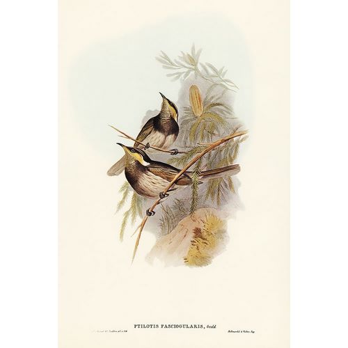 Gould, John 작가의 Fasciated Honey-eater-Ptilotis fasciogularis 작품