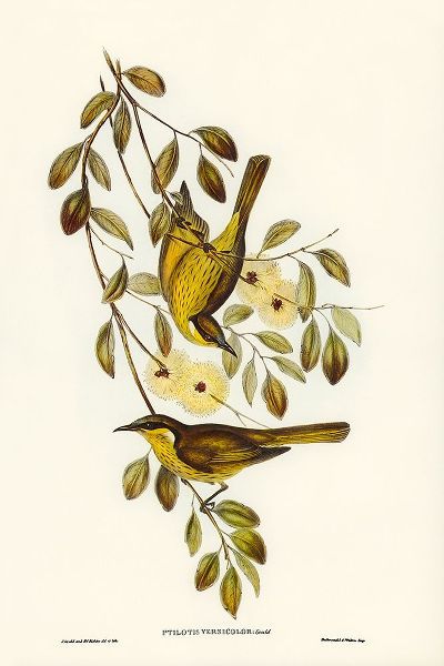 Gould, John 작가의 Varied Honey-eater-Ptilotis versicolor 작품