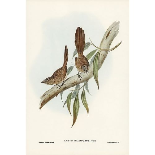 Gould, John 작가의 Large-tailed Wren-Amytis macrourus 작품