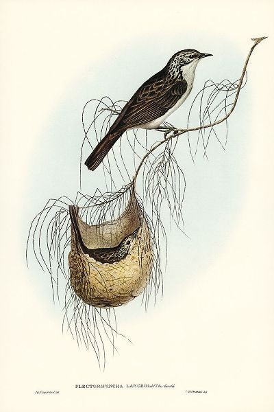 Gould, John 작가의 Lanceolate Honey-eater-Plectorhyncha lanceolata 작품