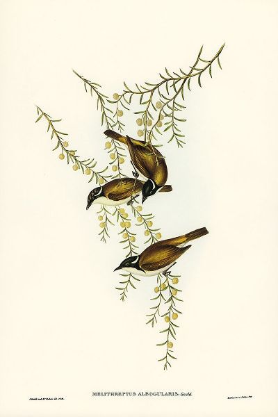 Gould, John 작가의 White-throated Honey-eater-Melithreptus albogularis 작품