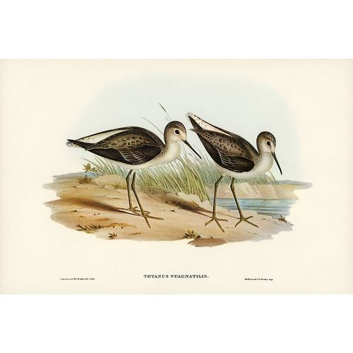 Gould, John 작가의 Marsh Sandpiper-Totanus stagnatilis 작품
