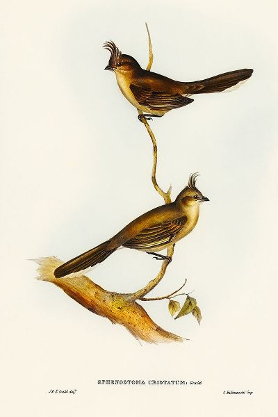 Gould, John 작가의 Crested Wedge-bill-Sphenostoma cristata 작품