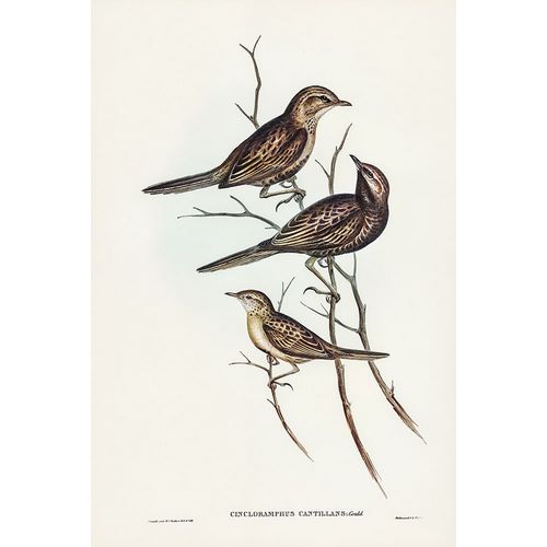 Gould, John 작가의 Black-breasted Songlark-Cincloramphus cantillans 작품