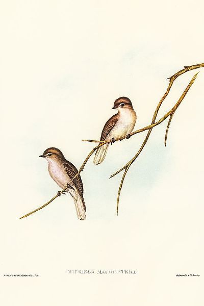 Gould, John 작가의 Great-winged Flycatcher-Microeca macroptera 작품