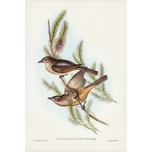 Gould, John 작가의 Buff-bellied shrike-thrush-Colluricincla rufiventris 작품