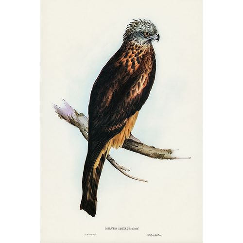 Gould, John 작가의 Square-tailed Kite-Milvus insures 작품