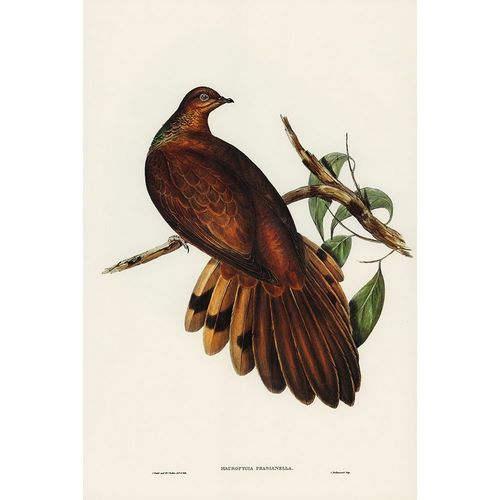 Gould, John 작가의 Pheasant-tailed Pigeon-Macropygia Phasianella 작품