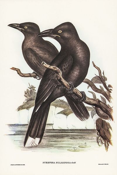 Gould, John 작가의 Sooty Crow-Shrike-Strepera fuliginose 작품