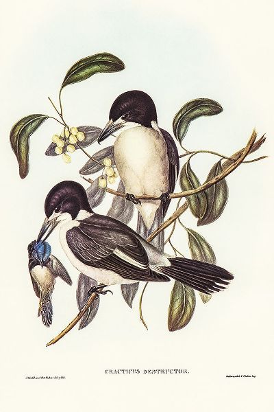 Gould, John 작가의 Butcher-Bird-Cracticus destructor 작품