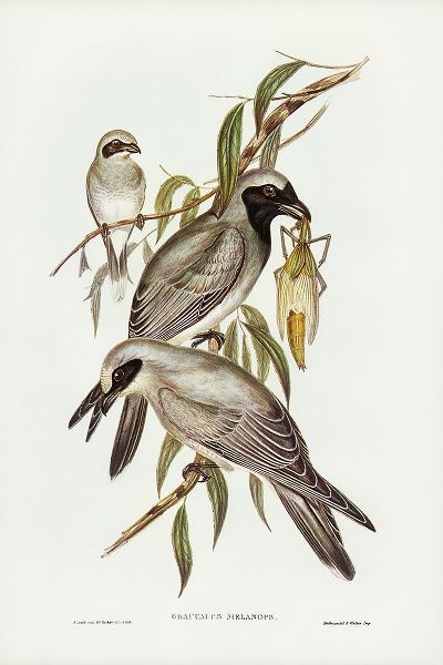 Gould, John 작가의 Black-faced cuckooshrike-Graucalus melanops 작품