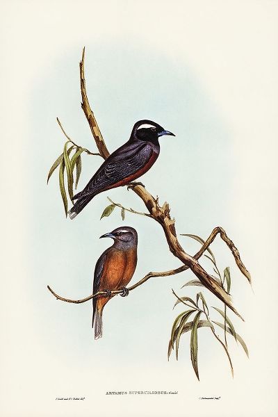 Gould, John 작가의 White-eyebrowed Wood Swallow-Artamus supercilious 작품