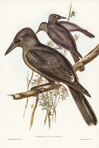 Gould, John 작가의 Grey Crow-Shrike-Strepera Anaphonensis 작품
