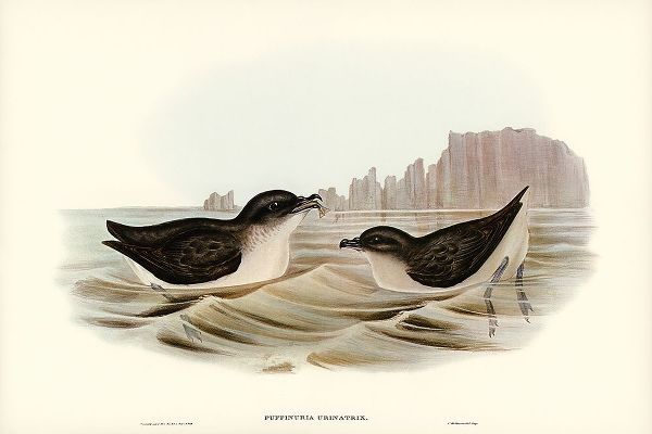Gould, John 작가의 Diving Petrel-Puffinuria Urinatrix 작품