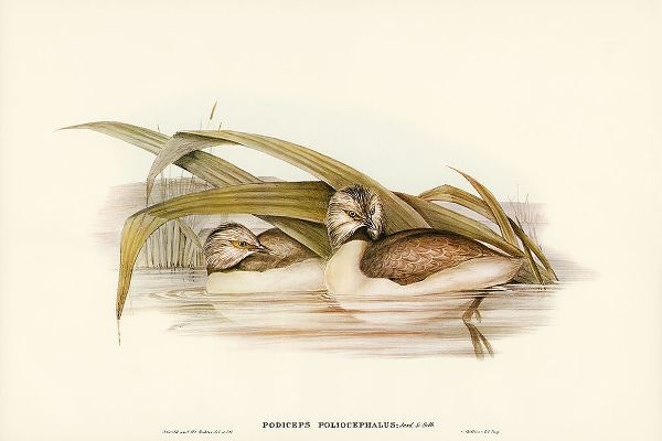 Gould, John 작가의 Hoary-headed Grebe-Podiceps poliocephalus 작품