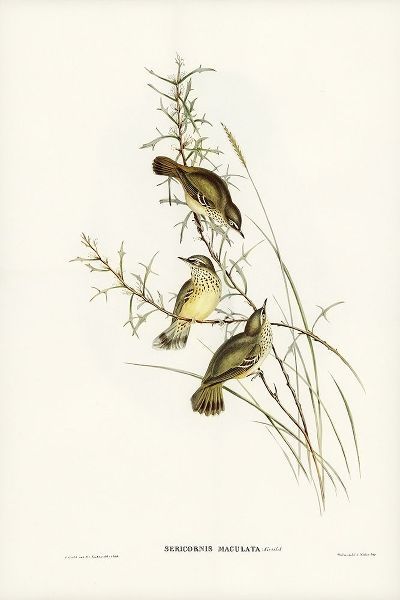 Gould, John 작가의 Spotted Sericornis-Sericornis maculatus 작품