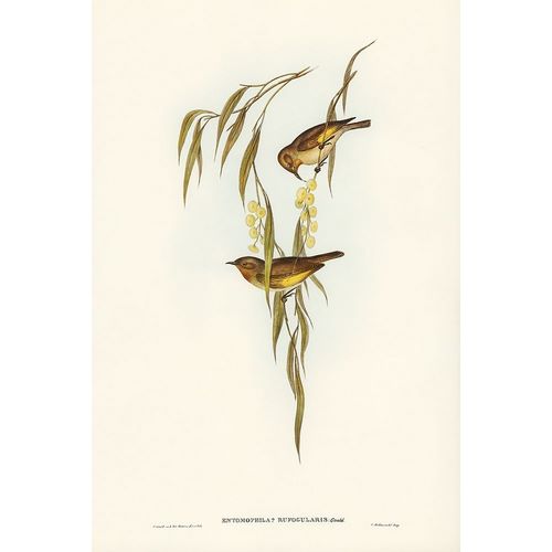 Gould, John 작가의 Red-throated Honey-eater-Entomophila rufogularis 작품
