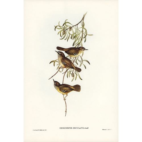 Gould, John 작가의 Allied Sericornis-Ericornis osculans 작품