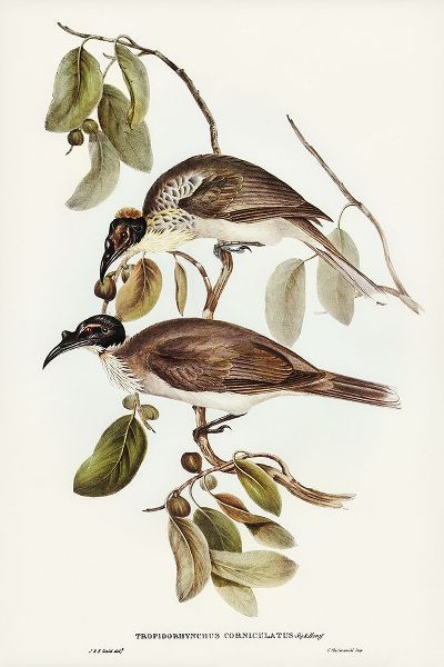Gould, John 작가의 Friar Bird-Tropidorhynchus corniculatus 작품