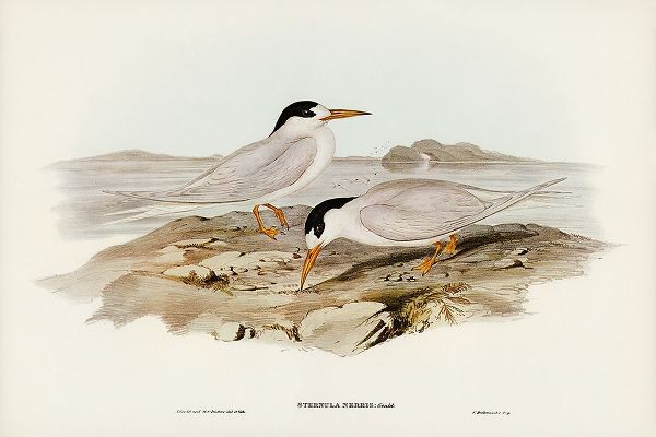Gould, John 작가의 Australian Little Tern-Sternula Nereis 작품