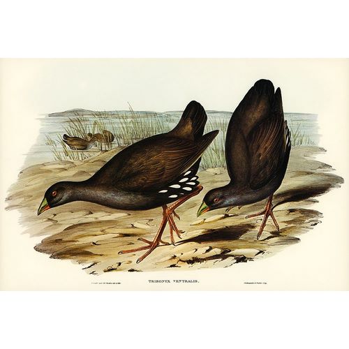 Gould, John 작가의 Black-tailed Tribonyx-Tribonyx ventralis 작품